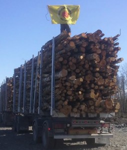 Activists stop loggers clearing nuclear reactor site. Photo by Tiina Prittinen.